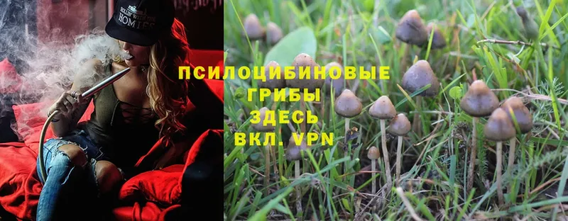 мега ссылка  Льгов  Псилоцибиновые грибы Magic Shrooms  цены наркотик 